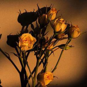 美国大黑刁内射丰满的少妇
